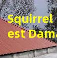 Squirrel Bird Pest Damage Roof Repair Entry Point Sealing and Prevention